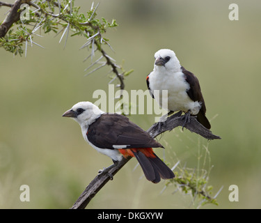 Deux buffalo à tête blanche (Dinemellia dinemelli-weaver), Parc National de Serengeti, Tanzanie, Afrique orientale, Afrique du Sud Banque D'Images