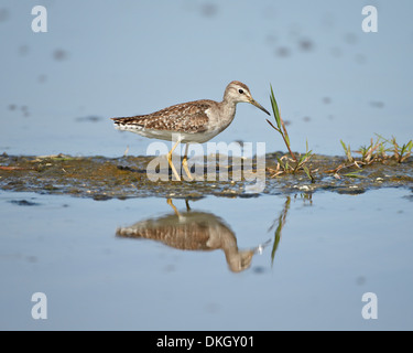 Le chevalier sylvain immatures (Tringa glareola), Parc National de Serengeti, Tanzanie, Afrique orientale, Afrique du Sud Banque D'Images