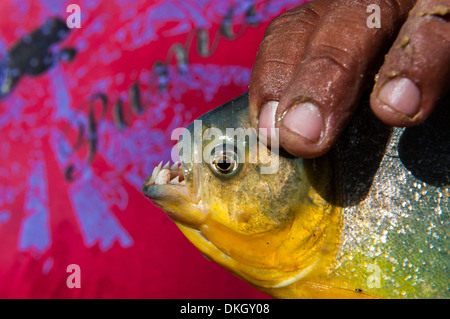 Homme tenant un piranha (Serrasalmidae) dans sa main dans le Pantanal, Brésil, Amérique du Sud Banque D'Images