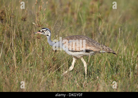 Outarde à ventre blanc (white-bellied korhaan) (Eupodotis senegalensis), le Parc National du Serengeti, Tanzanie, Afrique orientale, Afrique du Sud Banque D'Images