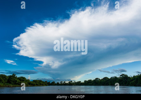 Arbres se reflétant dans l'eau dans une rivière dans le Pantanal, UNESCO World Heritage Site, Brésil, Amérique du Sud Banque D'Images