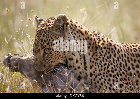 Leopard (Panthera pardus) portant un phacochère, Parc National de Serengeti, Tanzanie, Afrique orientale, Afrique du Sud Banque D'Images