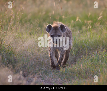 L'Hyène tachetée (l'Hyène tachetée (Crocuta crocuta)), le Parc National du Serengeti, Tanzanie, Afrique orientale, Afrique du Sud Banque D'Images