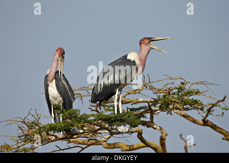 Marabou stork (crumeniferus Flamant rose (Phoenicopterus ruber), Parc National de Serengeti, Tanzanie, Afrique orientale, Afrique du Sud Banque D'Images