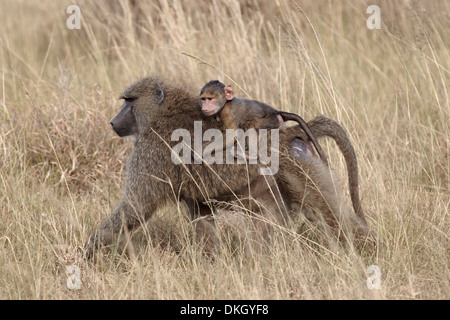 Des babouins Olive (Papio cynocephalus anubis) circonscription du nourrisson sur le dos de sa mère, Serengeti National Park, Tanzania, Africa Banque D'Images