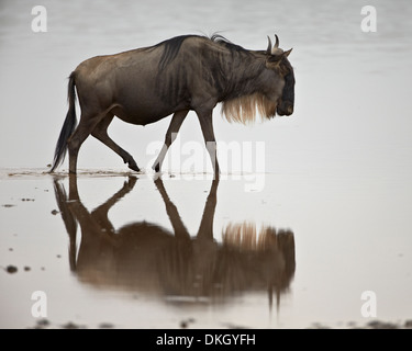 Le Gnou bleu (chat) gnu (Connochaetes taurinus) dans l'eau, le Parc National du Serengeti, Tanzanie, Afrique orientale, Afrique du Sud Banque D'Images