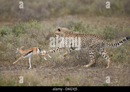 Le Guépard (Acinonyx jubatus) cub chassant un bébé gazelle de Thomson (Gazella thomsonii), Serengeti National Park, Tanzania, Africa Banque D'Images