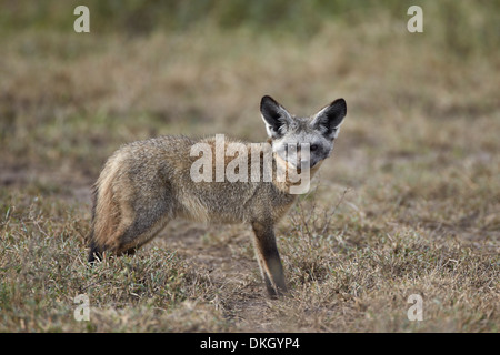 Bat-eared fox (Otocyon megalotis), Parc National de Serengeti, Tanzanie, Afrique orientale, Afrique du Sud Banque D'Images