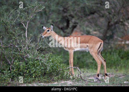 Impala (Aepyceros melampus) doe manger, Parc National de Serengeti, Tanzanie, Afrique orientale, Afrique du Sud Banque D'Images