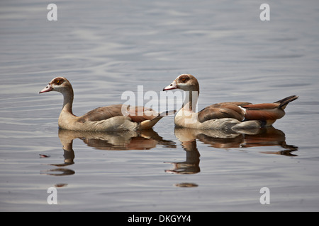 Egyptian goose (Alopochen aegyptiacus) paire, le Parc National du Serengeti, Tanzanie, Afrique orientale, Afrique du Sud Banque D'Images