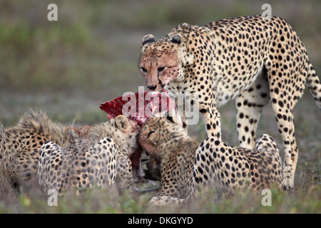 Le Guépard (Acinonyx jubatus) famille à un kill, le Parc National du Serengeti, Tanzanie, Afrique orientale, Afrique du Sud Banque D'Images