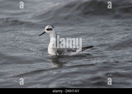 Un phalarope Phalaropus fulicarius Grey migrants (également connu sous le Phalarope à bec large en Amérique du Nord) Shetland Banque D'Images