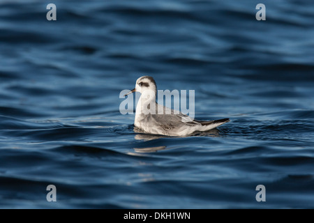 Un phalarope Phalaropus fulicarius Grey migrants (également connu sous le Phalarope à bec large en Amérique du Nord) Shetland Banque D'Images