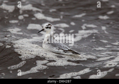 Un phalarope Phalaropus fulicarius Grey migrants (également connu sous le Phalarope à bec large en Amérique du Nord) Shetland Banque D'Images