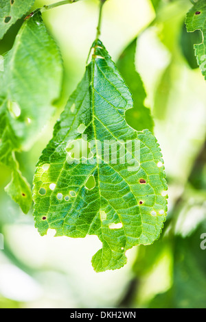 Feuilles vertes sur l'arbre dans jardin mangés par les insectes Banque D'Images