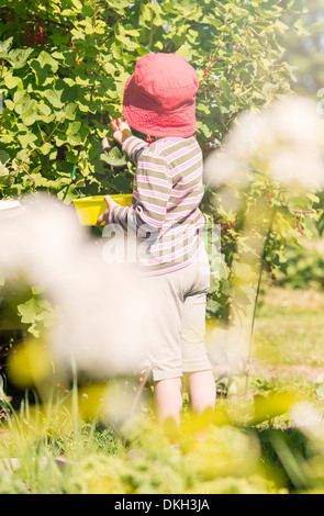 Vue arrière du jeune enfant debout dans un jardin de groseilles préparation bush. Banque D'Images