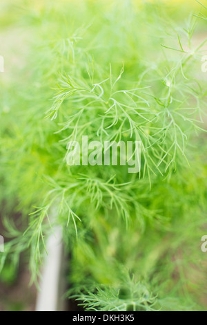 Gros plan du cultivés bio aneth (Anethum graveolens) growing in garden Banque D'Images