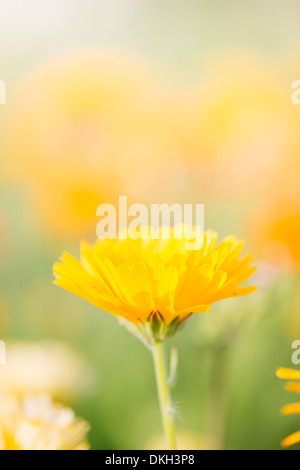 Close up of yellow fleurs de souci (Calendula officinalis) Banque D'Images