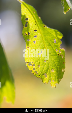 Feuilles vertes sur l'arbre dans jardin mangés par les insectes Banque D'Images