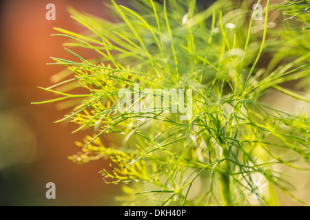 Gros plan du cultivés bio aneth (Anethum graveolens) growing in garden Banque D'Images