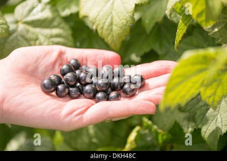 Récolte de cassis (Ribes nigrum) de bush en jardin Banque D'Images