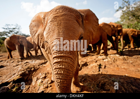 Les jeunes éléphants (Loxodonta africana) à l'orphelinat des éléphants David Sheldrick, le Parc National de Nairobi, Nairobi, Kenya, Afrique Banque D'Images