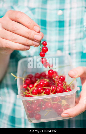 Woman harvesting Groseilles rouges (Ribes rubrum), les mettre dans un contenant de plastique Banque D'Images