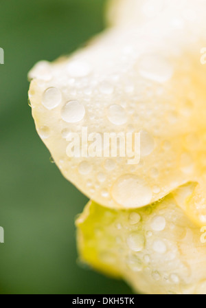 Close up de pétales de rose jaune humide couvert de gouttes de pluie Banque D'Images