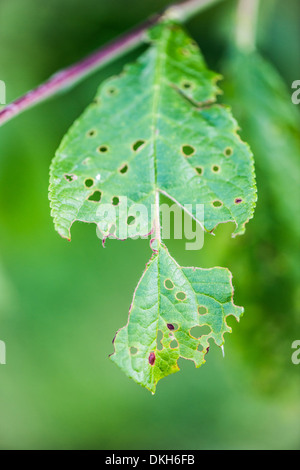 Feuilles vertes sur l'arbre dans jardin mangés par les insectes Banque D'Images