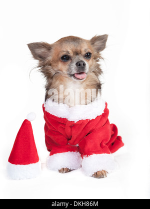 Chihuahua habillé en père Noël, étendit sa langue, fond blanc Banque D'Images