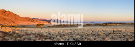 Le soleil qui allume un acacia solitaire et les montagnes de NamibRand, Désert du Namib, Namibie, Afrique Banque D'Images
