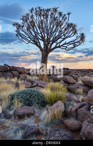 Arbre carquois (kokerboom (Aloe dichotoma)) au coucher du soleil dans l'aire de jeu géant, Keetmanshoop, Namibie, Afrique du Sud Banque D'Images