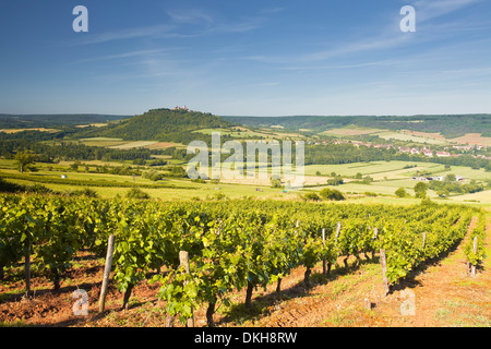 Vignobles près de la colline de Vézelay dans l' Yonne domaine de Bourgogne, France, Europe Banque D'Images