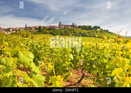 Vignobles près de la colline de Vézelay dans l' Yonne domaine de Bourgogne, France, Europe Banque D'Images