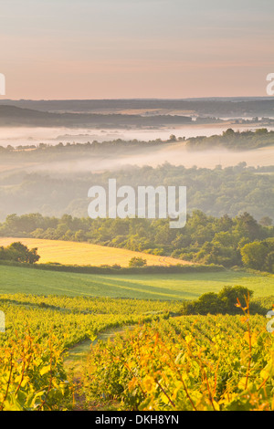 Vignobles près de Vezelay lors d'une aube brumeuse, Yonne, Bourgogne, France, Europe Banque D'Images