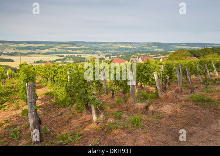 Vignobles de Tharoiseau proche de Vézelay, Yonne, Bourgogne, France, Europe Banque D'Images