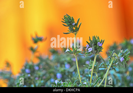 Thym herbes vert frais isolé sur un fond orange tourner en studio Banque D'Images