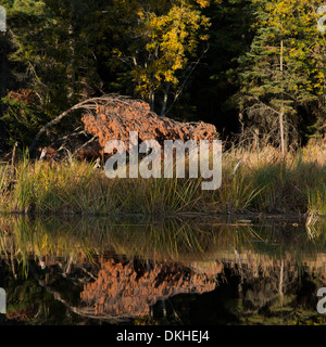 Arbres d'une forêt au bord de lac, Kenora, lac des Bois, Ontario, Canada Banque D'Images