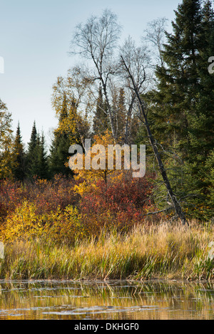 Arbres d'une forêt au bord de lac, Kenora, lac des Bois, Ontario, Canada Banque D'Images