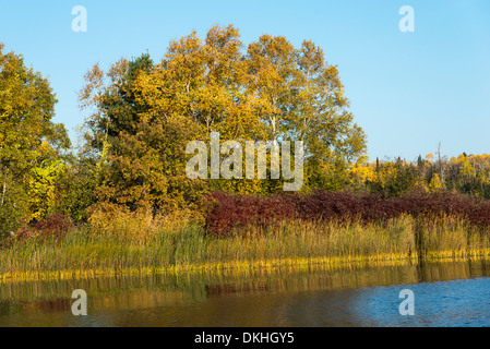 Arbres d'une forêt au bord de lac, Kenora, lac des Bois, Ontario, Canada Banque D'Images