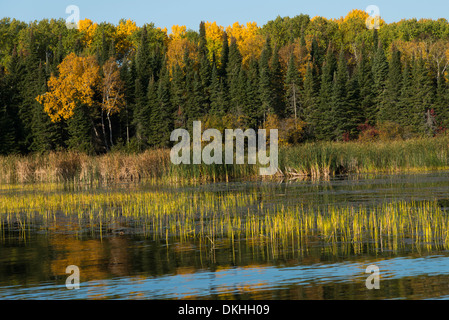 Arbres d'une forêt au bord de lac, Kenora, lac des Bois, Ontario, Canada Banque D'Images