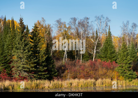 Arbres d'une forêt au bord de lac, Kenora, lac des Bois, Ontario, Canada Banque D'Images