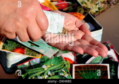 Woman shaking les graines de coriandre dans la paume de la main prêtes à semer, Angleterre, Royaume-Uni, Europe de l'Ouest. Banque D'Images