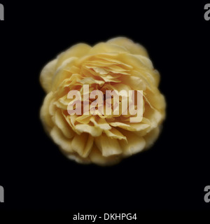Rose jaune sur fond noir, close-up Banque D'Images