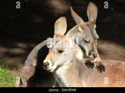 Portrait de deux duo (kangourous rouges Macropus rufus) dans un zoo, un toilettage apparemment l'autre est de retour Banque D'Images