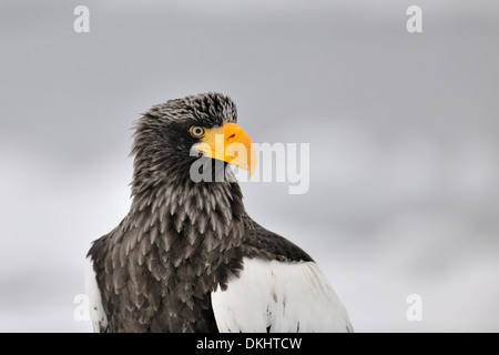 L'aigle de mer de Steller (Haliaeetus pelagicus) portrait sur la banquise, Rausu, Hokkaido, Japon. Banque D'Images
