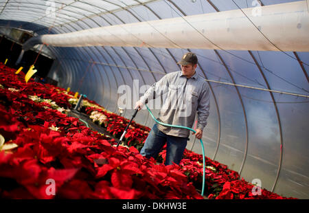 24 novembre 2009 - Redding, Californie, USA - Eli Worden, 19 eaux, poinsettias Mardi, une partie de ses tâches mensuelles au Collège de Shasta ferme. Les poinsettias sont une partie de la propagation des plantes et du programme seront vendus au cours des trois fins de semaine au profit du ministère de l'horticulture et les activités connexes..Nathan Morgan/enregistrement de projecteur. (Crédit Image : © Redding Record Searchlight/ZUMApr Banque D'Images