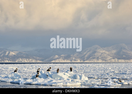 Plusieurs de mer de Steller blanche (Haliaeetus pelagicus) assis sur la banquise en face de côte d'Hokkaido, Rausu, Hokkaido, Japon. Banque D'Images