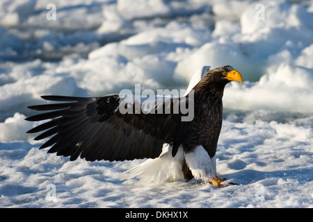 L'aigle de mer de Steller (Haliaeetus pelagicus) attraper des poissons sur la banquise, Rausu, Hokkaido, Japon. Banque D'Images