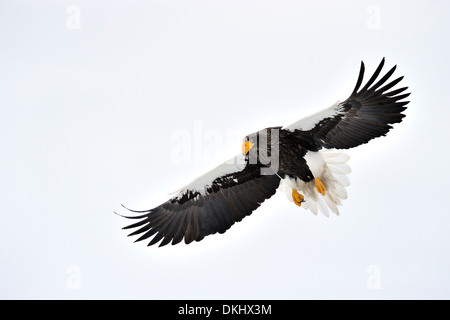 L'aigle de mer de Steller (Haliaeetus pelagicus) voler contre ciel bleu, looking at camera, Rausu, Hokkaido, Japon. Banque D'Images